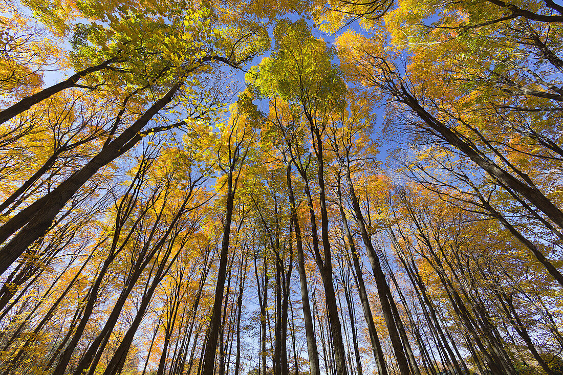 Herbstlicher Wald in der Provinz Quebec, Kanada, Nordamerika