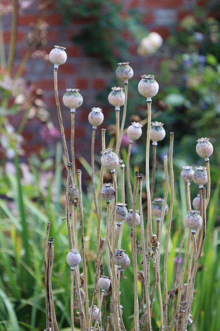  poppy seed capsules 