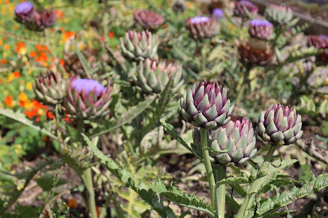  bed with artichokes 