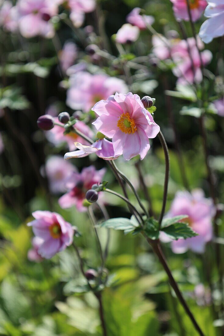  autumn anemones 