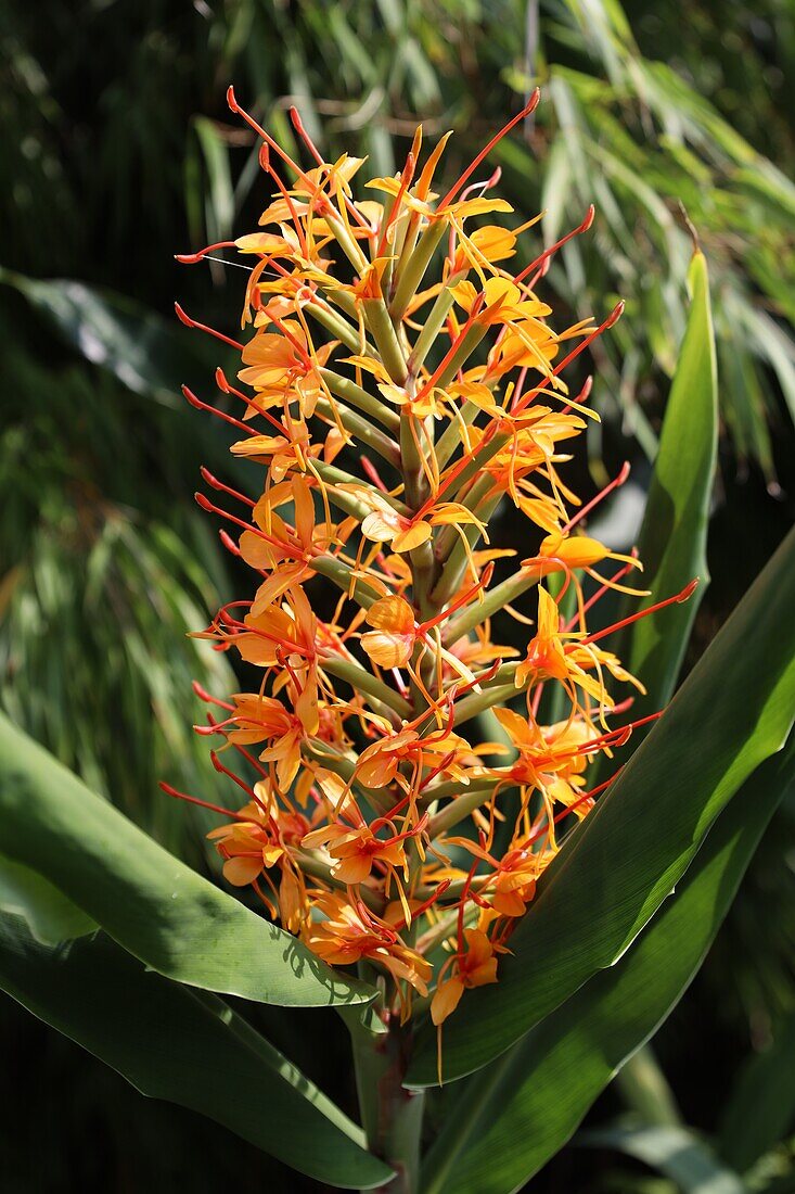 Blume der Ingwer-Lilie (Hedychium Coccineum) 'Tara', England, Großbritannien