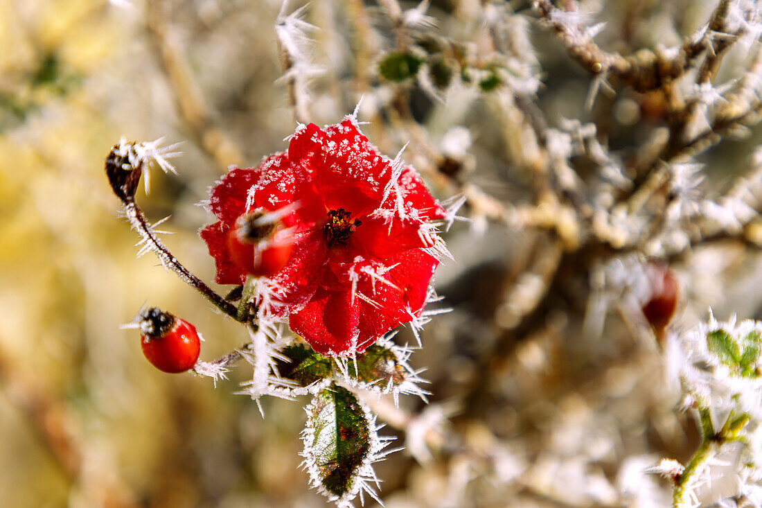  red rose with blossom, rose hips and hoarfrost in winter 