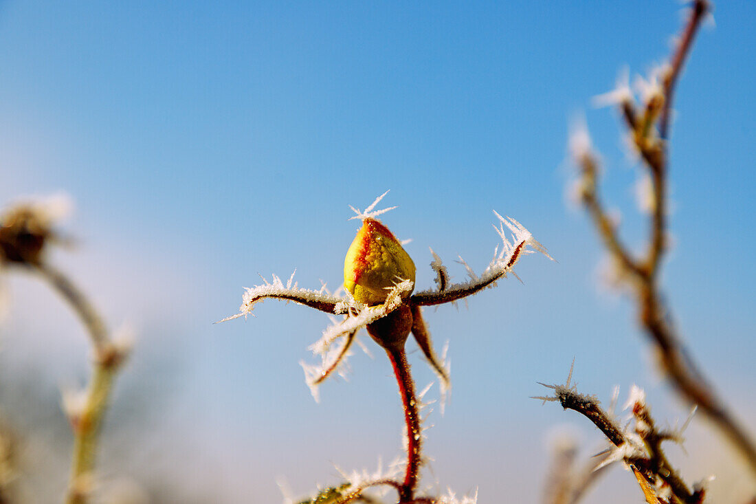  yellow rose with flower bud and hoarfrost in winter 