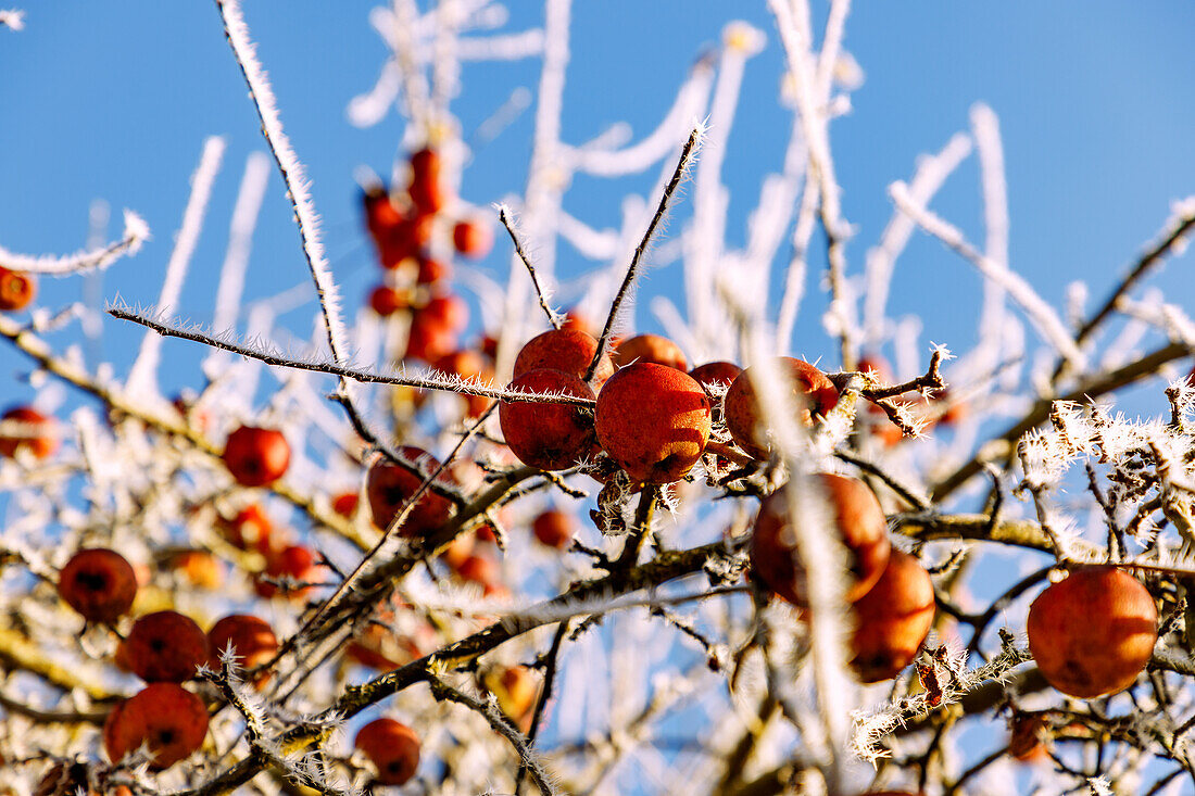  Apple tree with red apples and hoarfrost in winter 