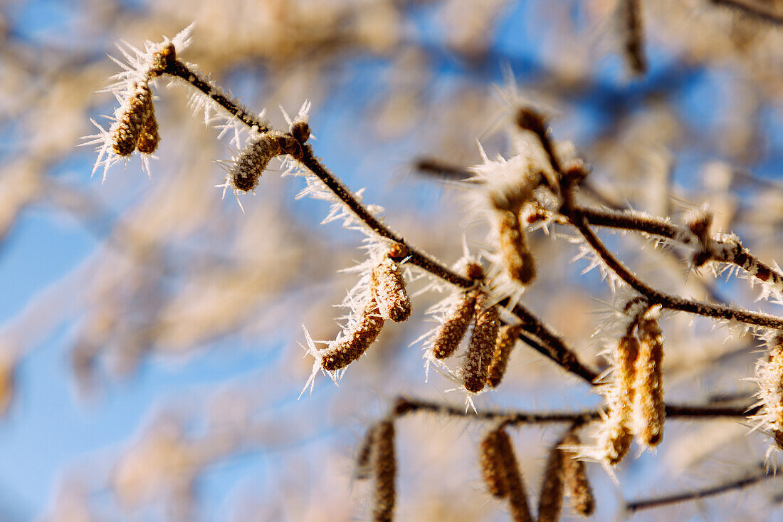  Hazelnut bush (Corylus avellana, common hazel, hazel bush) with male catkins and hoarfrost in winter 