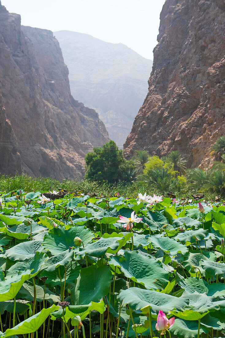 Lotus (Nelumbo nucifera) at the mouth of the Wadi Shab, canyon near Tiwi, Sultanate of Oman, Arabian Peninsula, Middle East