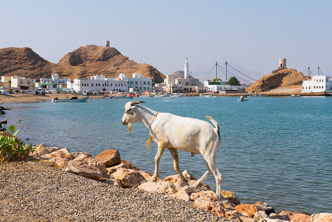 Goats on the edge of the bay at Al Ayjah village, Sur Township, port-city, capital of Ash Sharqiyah Region, Sultanate of Oman, Arabian Peninsula, Middle East