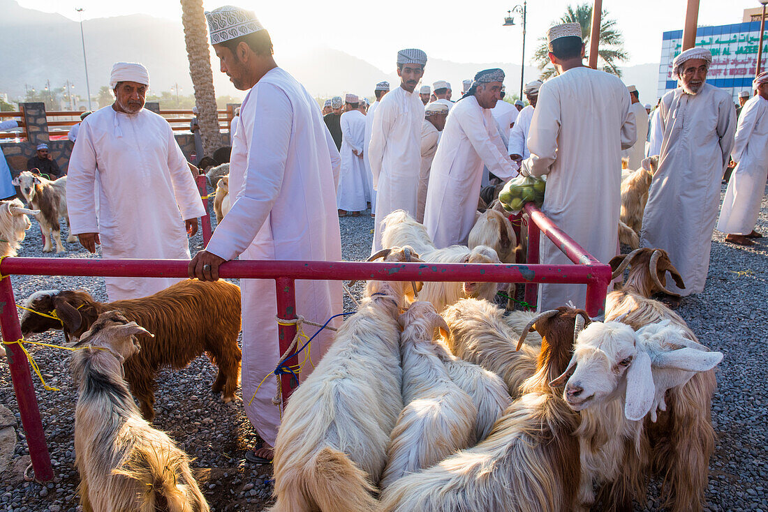 Cattle auction market on Friday morning at Nizwa, Ad Dakhiliyah Region, Sultanate of Oman, Arabian Peninsula, Middle East