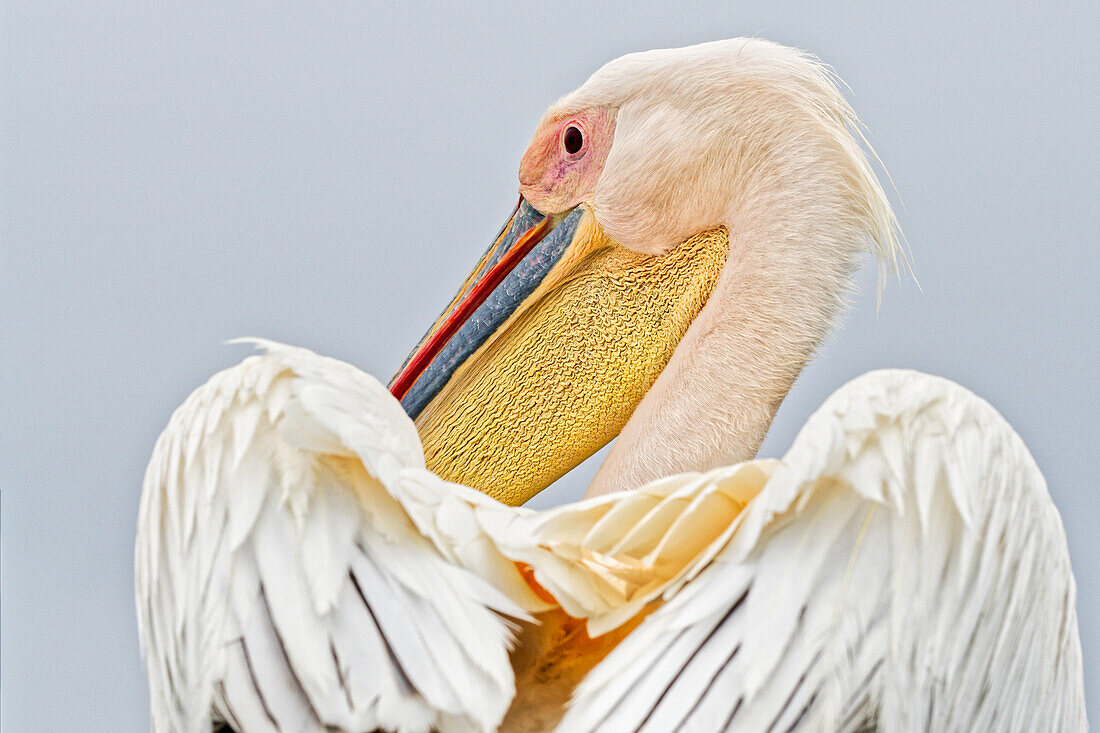  Pelican, Walvis Bay, Erongo, Namibia, Africa 