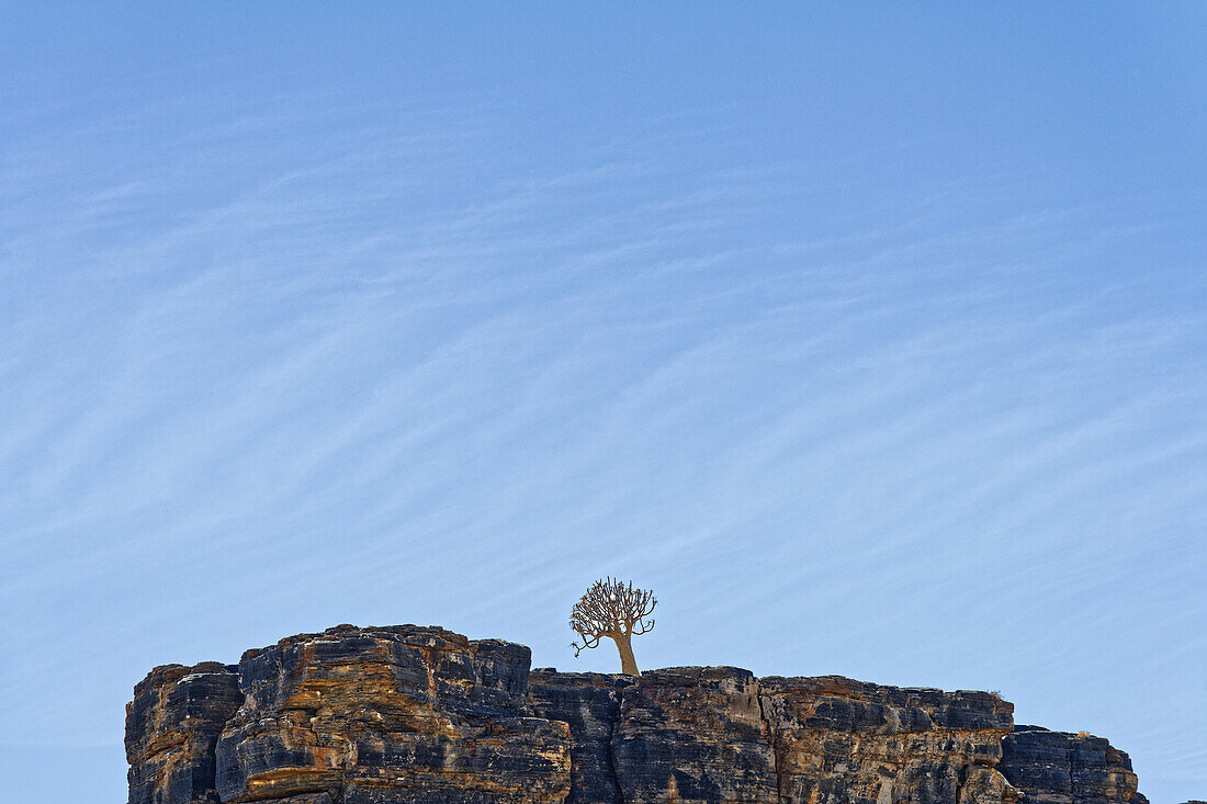  A single quiver tree on a rock, Fish River Canyon Region, Seeheim, Kharas, Namibia, Africa 