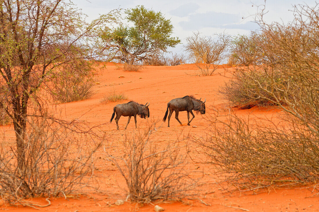 Zwei Streifengnu in südlichen Kalahari Wüste, Mariental, Hardap, Namibia, Afrika