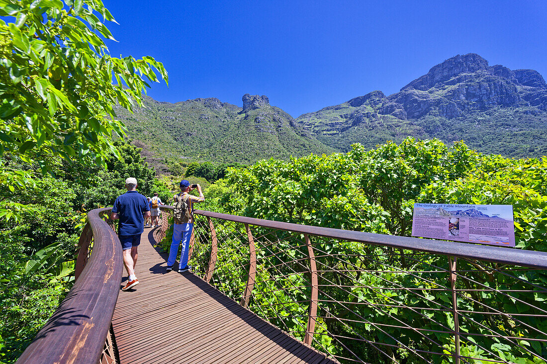  Tourists on the Boomslang, Treetop Walk, Botanical Garden, Kirstenbosch, Cape Town, South Africa, Africa 