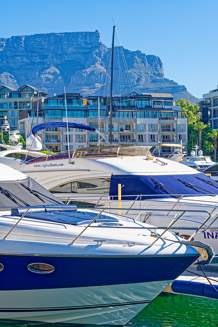 Marina with a view of Table Mountain, Victoria & Alfred Waterfront, Cape Town, South Africa, Africa