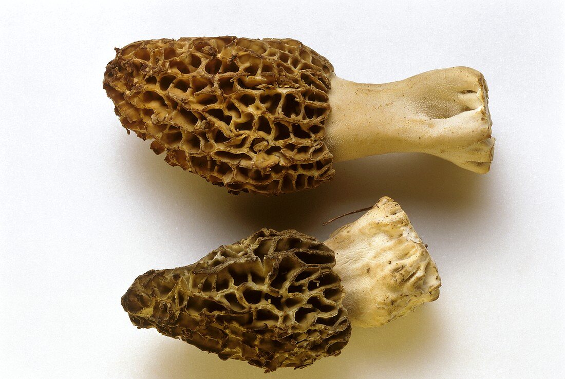 Morel Mushrooms