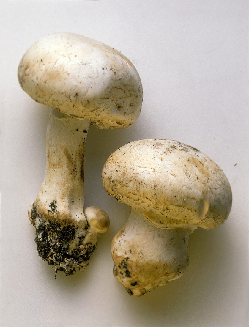 Two Champignon Mushrooms