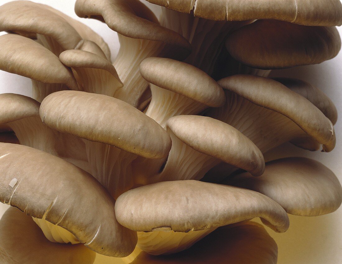 Oyster Mushrooms at Trunk