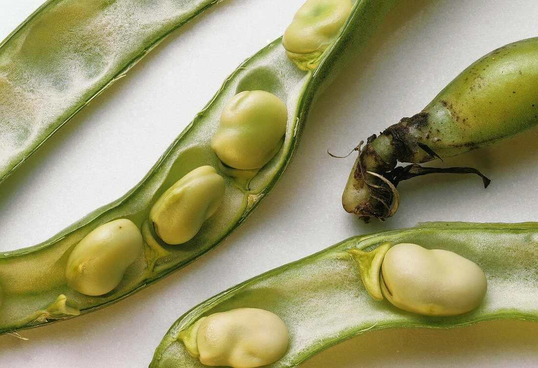 Thick Bean Pods