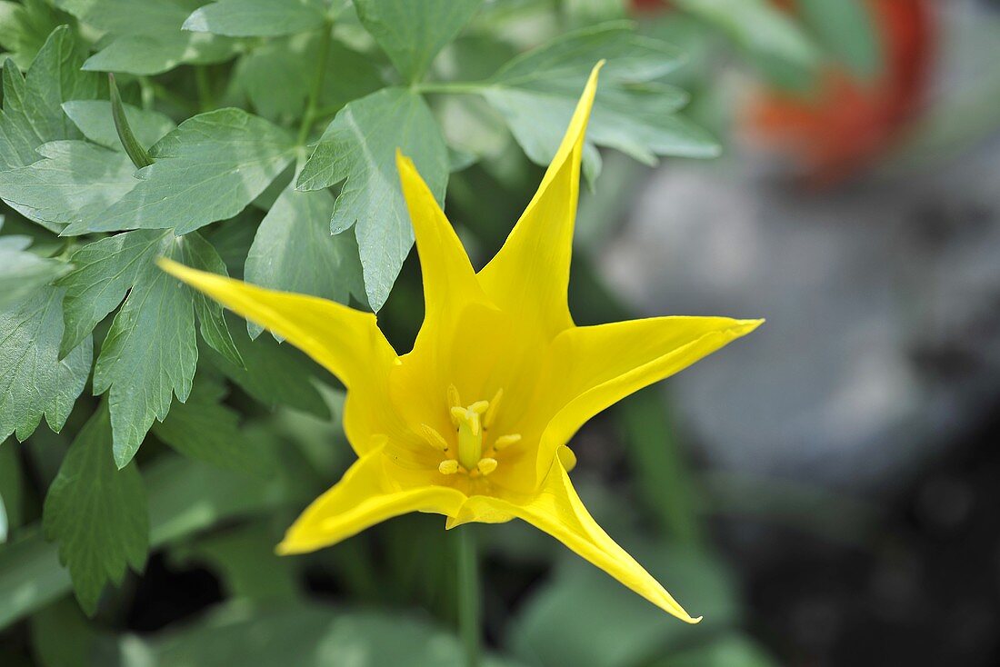 Blühende gelbe Tulpe