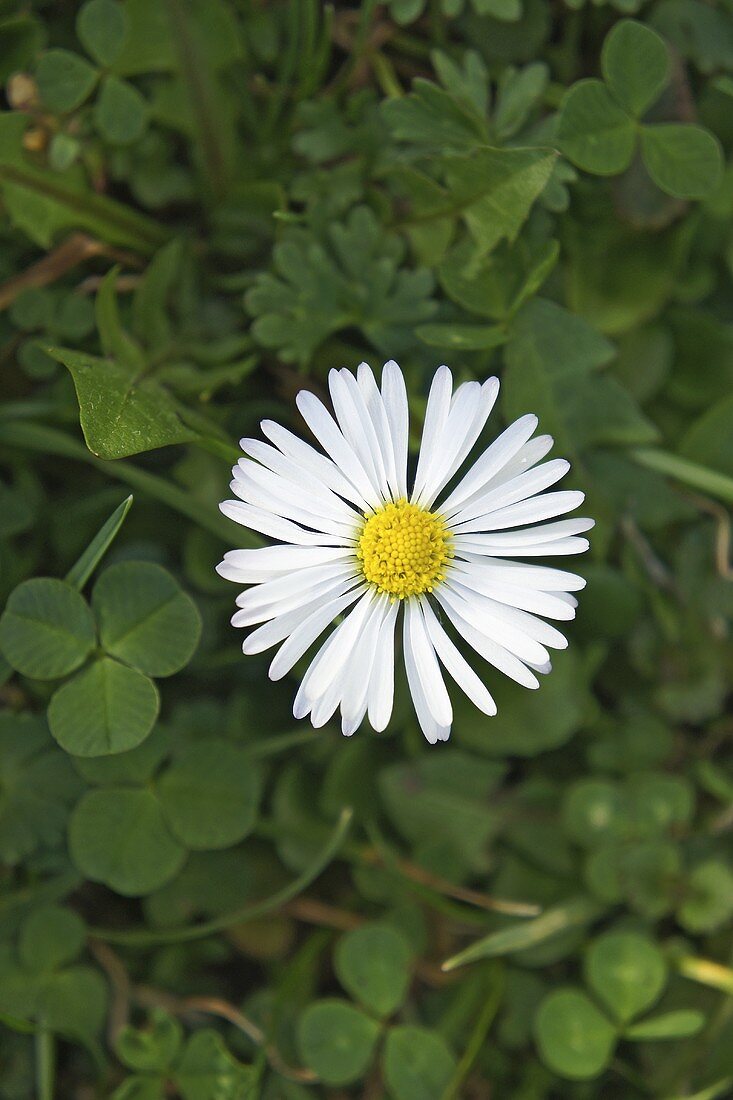 Daisies