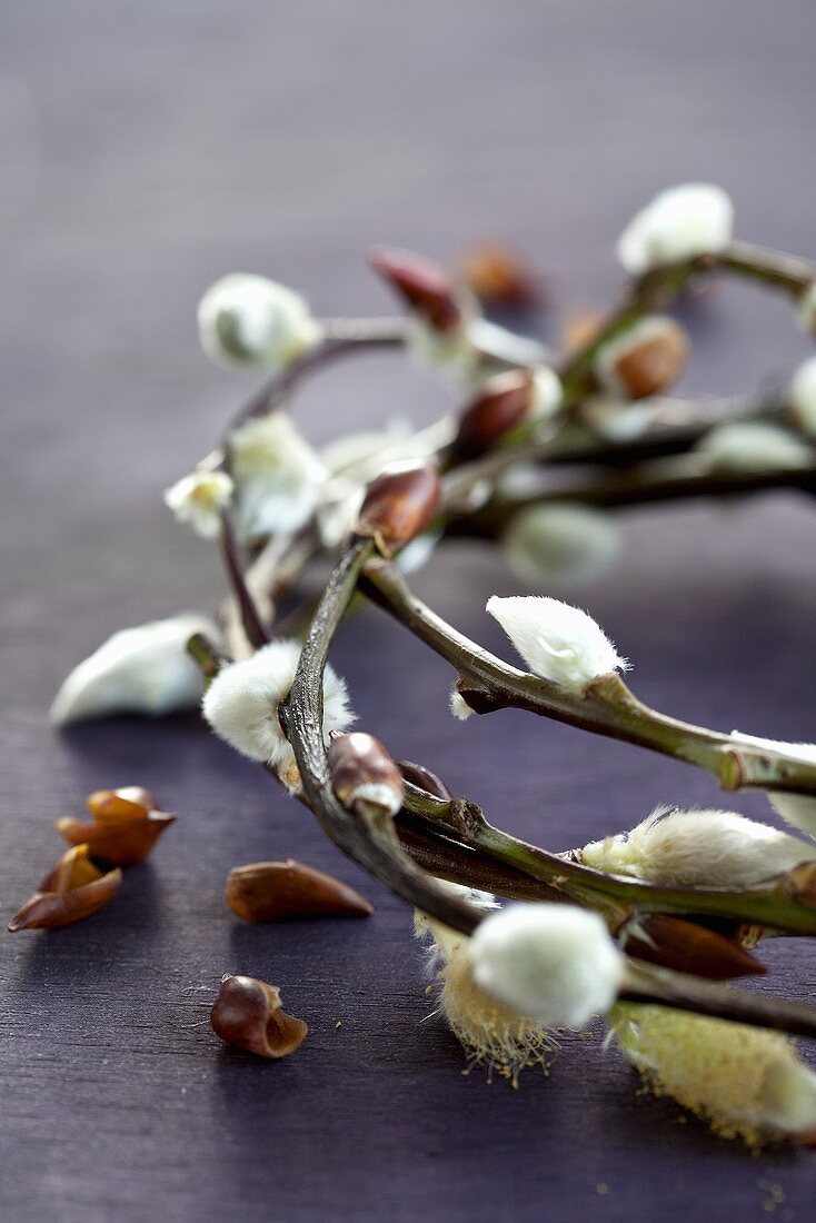 A wreath of willow catkins (detail)