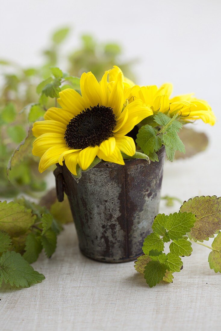 Sunflowers and lemon balm in a metal bucket