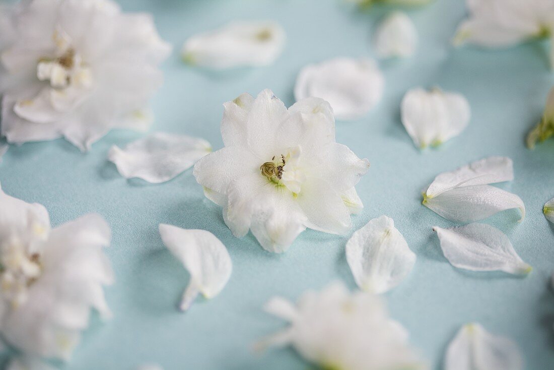 White delphiniums (close-up)