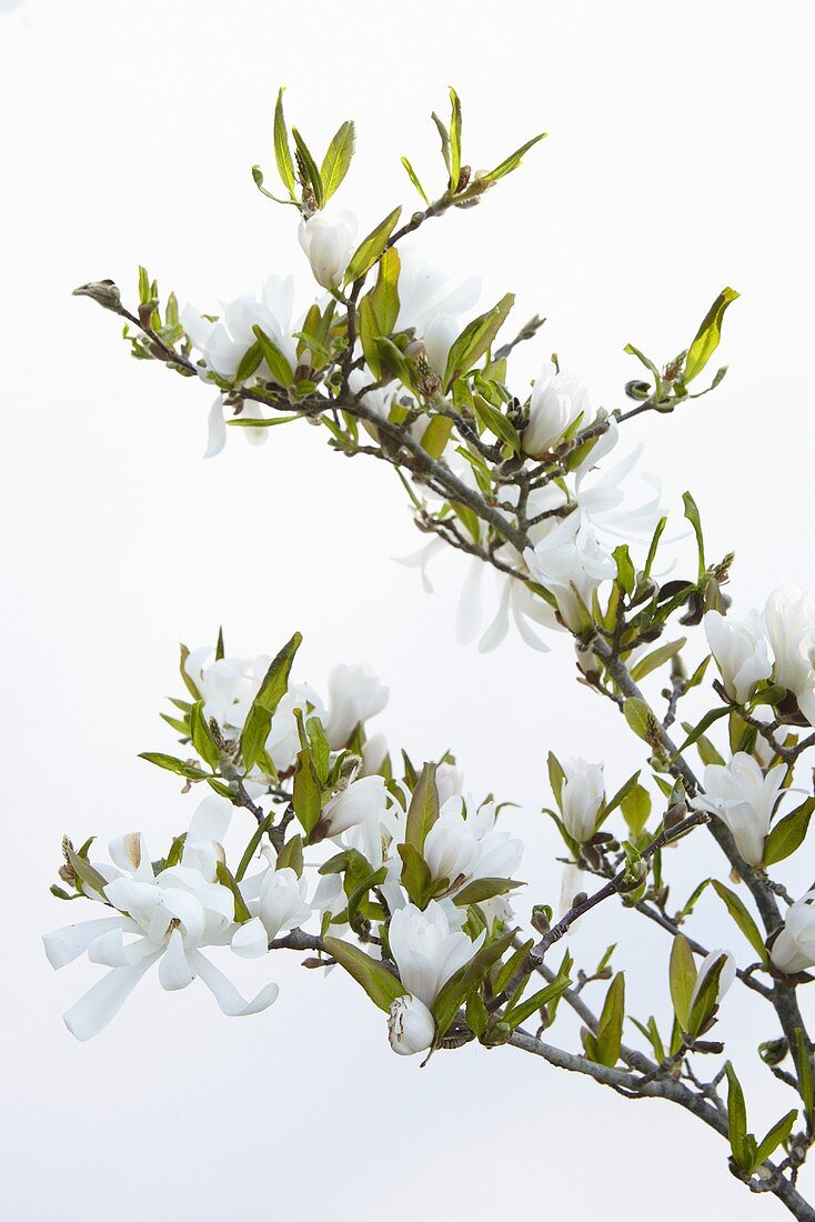 A sprig of star magnolia