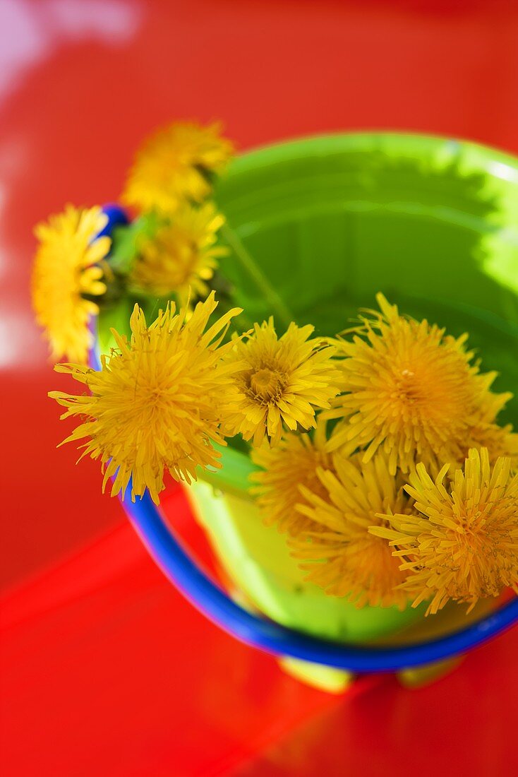 Dandelions in a green toy bucket