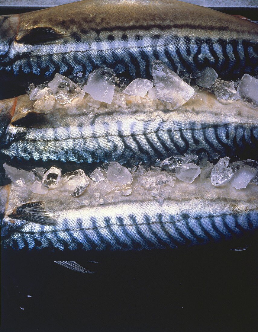 Makrelen auf Eis