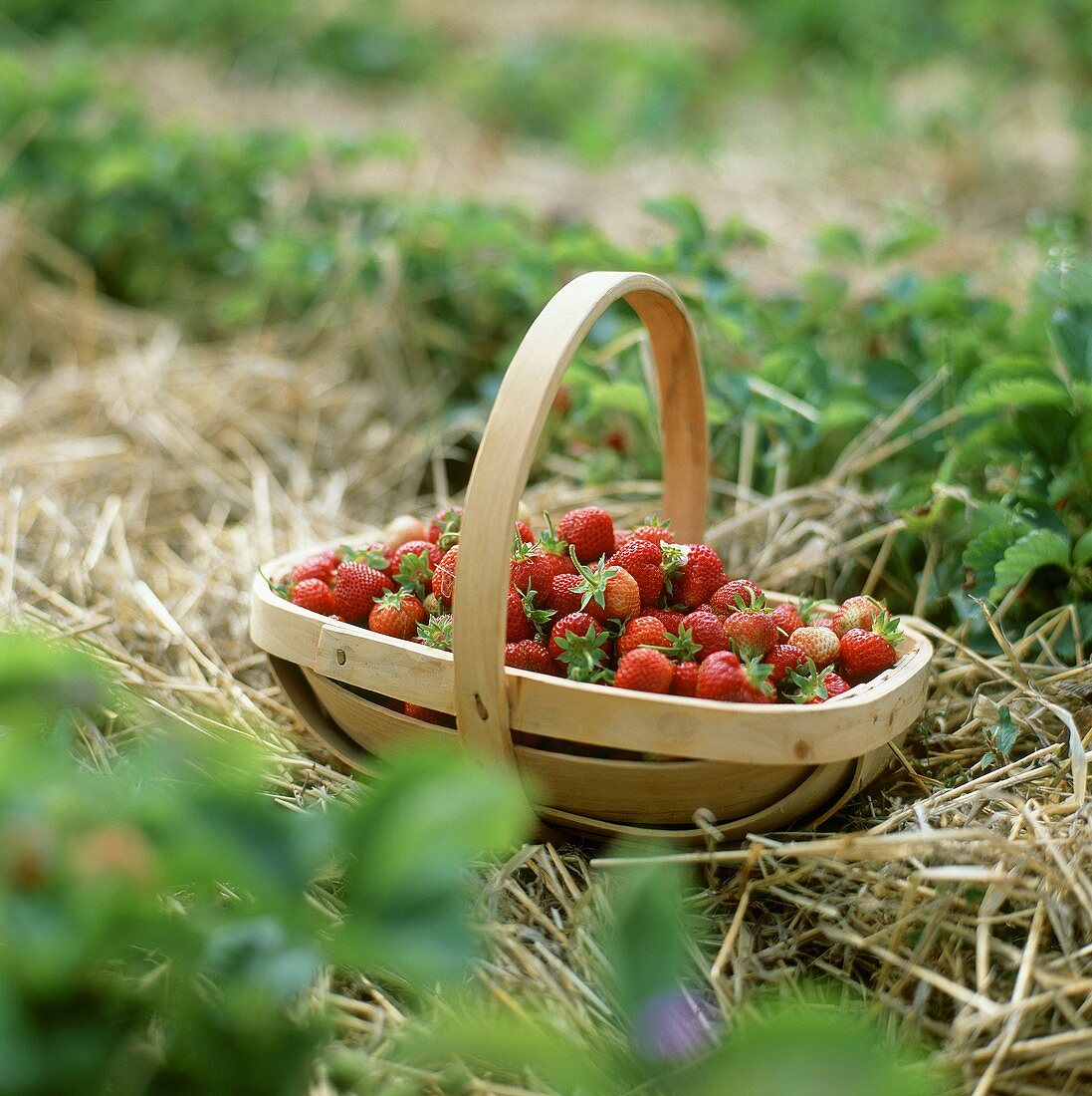 Körbchen mit frisch gepflückten Erdbeeren im Erdbeerfeld
