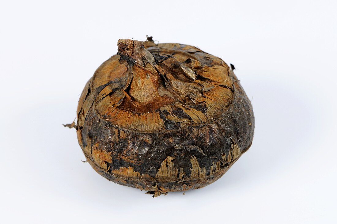 A water chestnut
