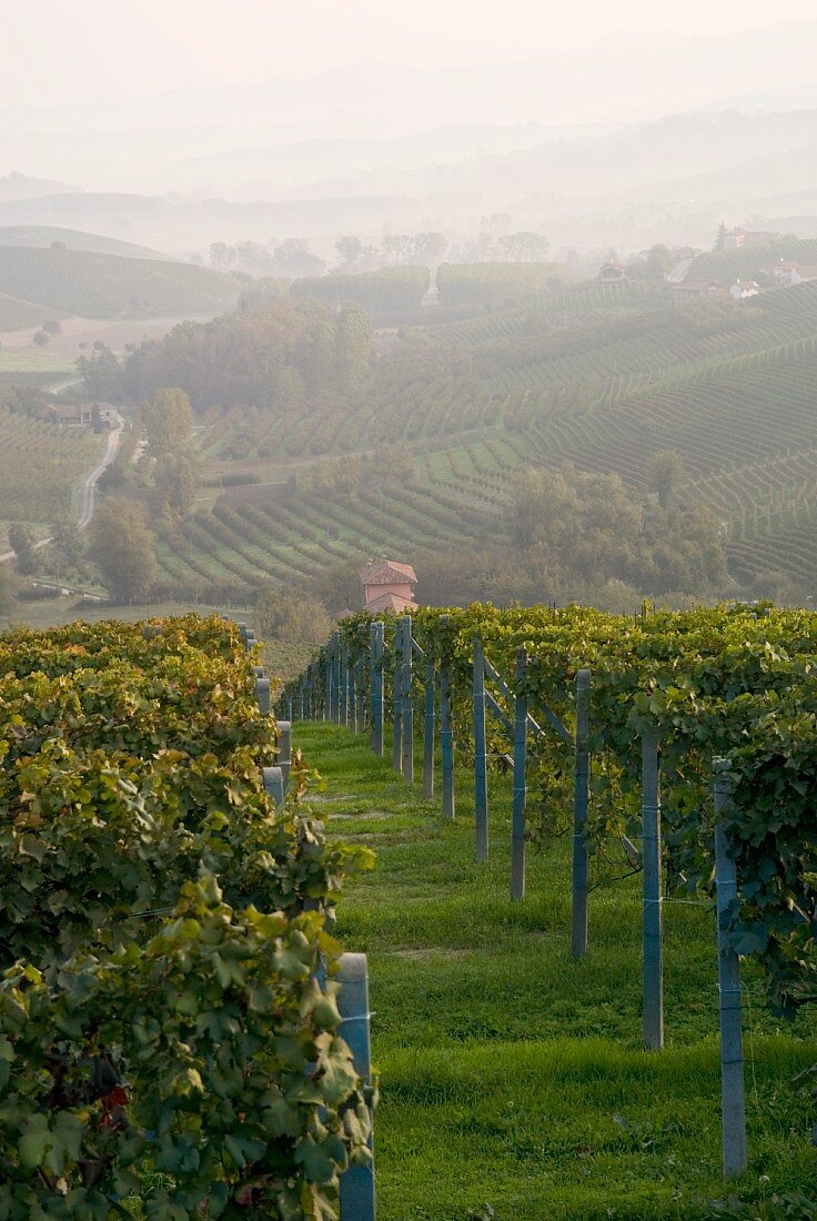 Vineyards below La Morra, Piedmont, Italy