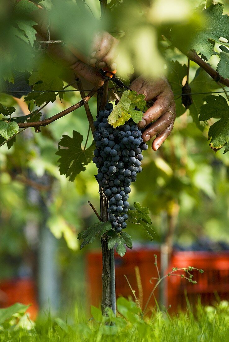 Weinlese der Nebbiolo-Trauben, Piemont, Italien
