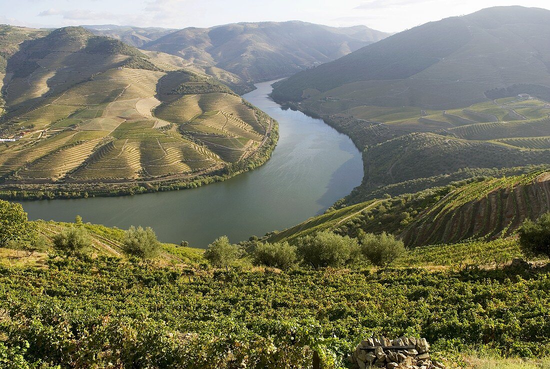 Landscape of vines, Pinhao, Alto Douro, Portugal