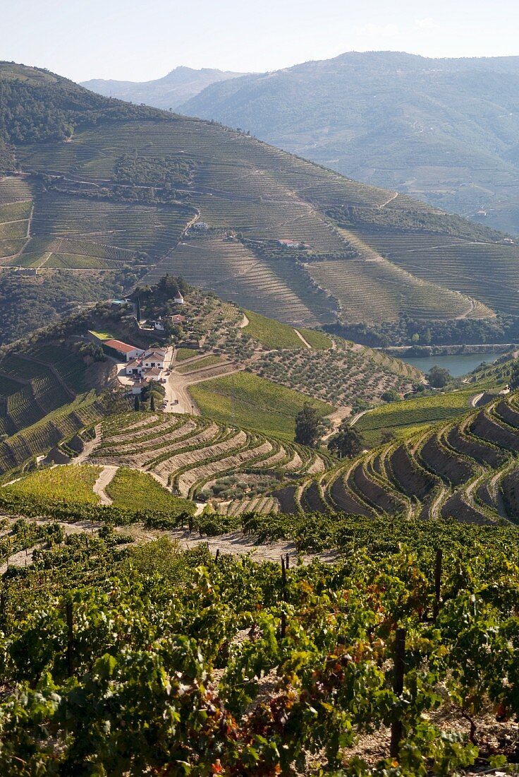 Terraced vineyards, Quinta do Crasto, Douro, Portugal