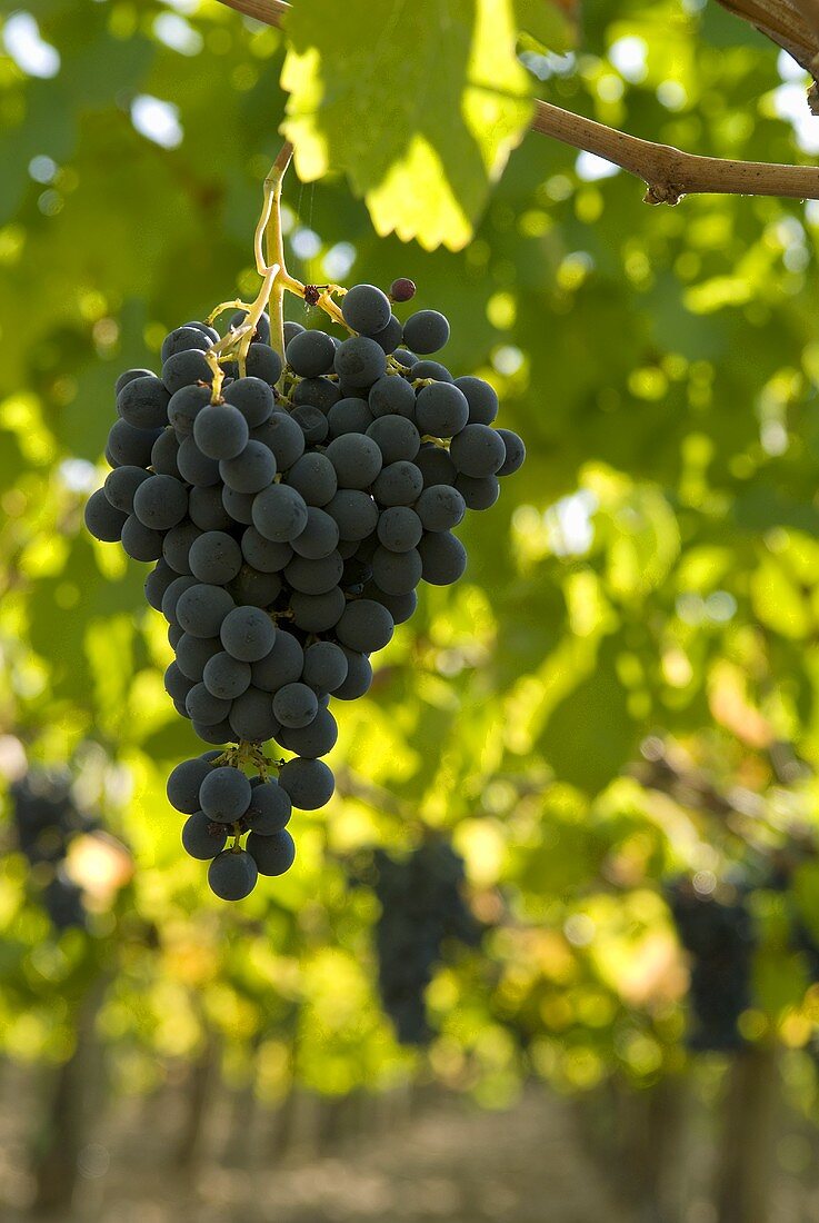 Touriga Nacional grapes on the vine