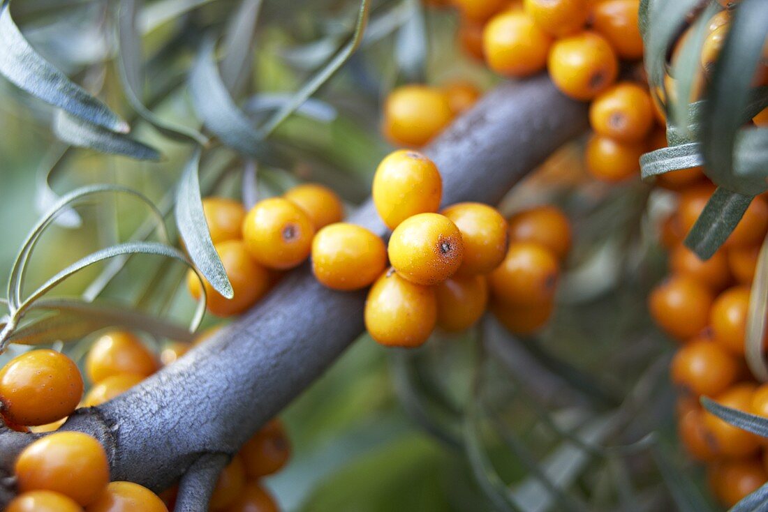 Sea buckthorn berries on branch (close-up)