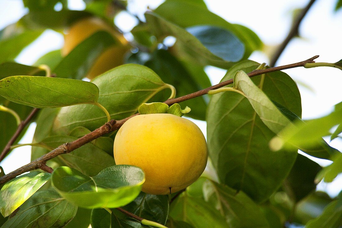 Persimmons on the tree