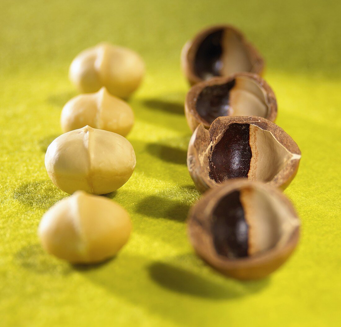 Four macadamia nuts with shells
