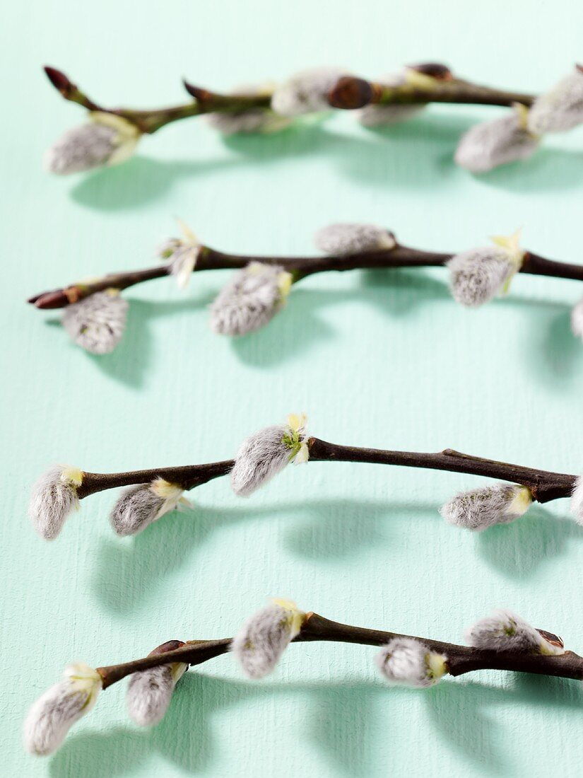 Four pussy willow branches