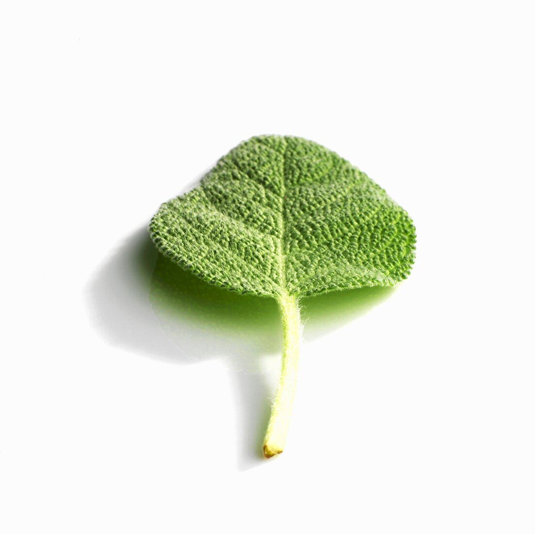 A sage leaf