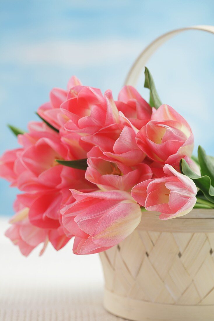 Pink tulips in a basket (variety: Dreamland)