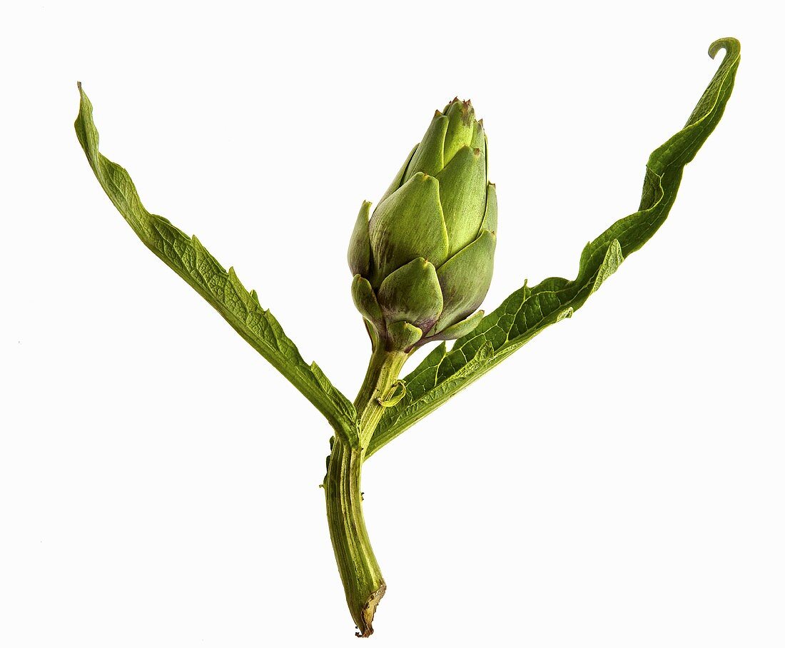 An artichoke with leaves