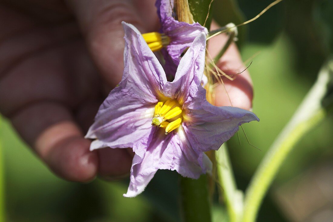 A hand holding an aubergine flower