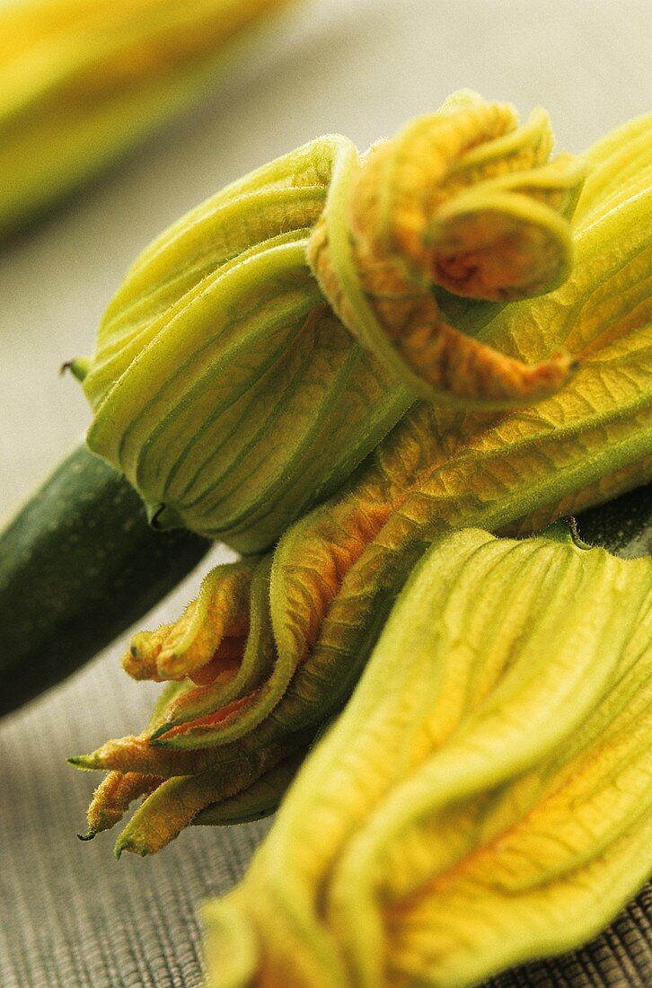 Zucchini mit Zucchiniblüten (Nahaufnahme)