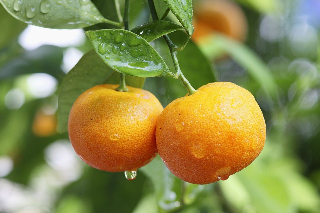 Wet clementines on a tree