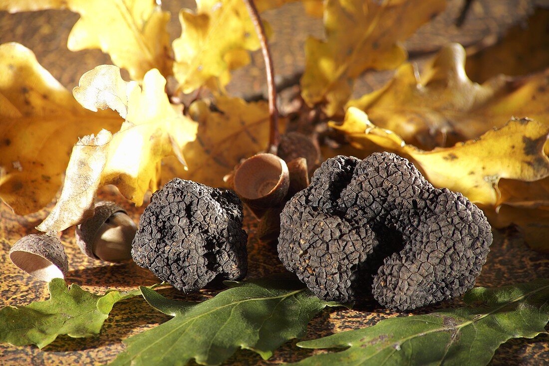 Schwarze Trüffelpilze mit Eichenblättern