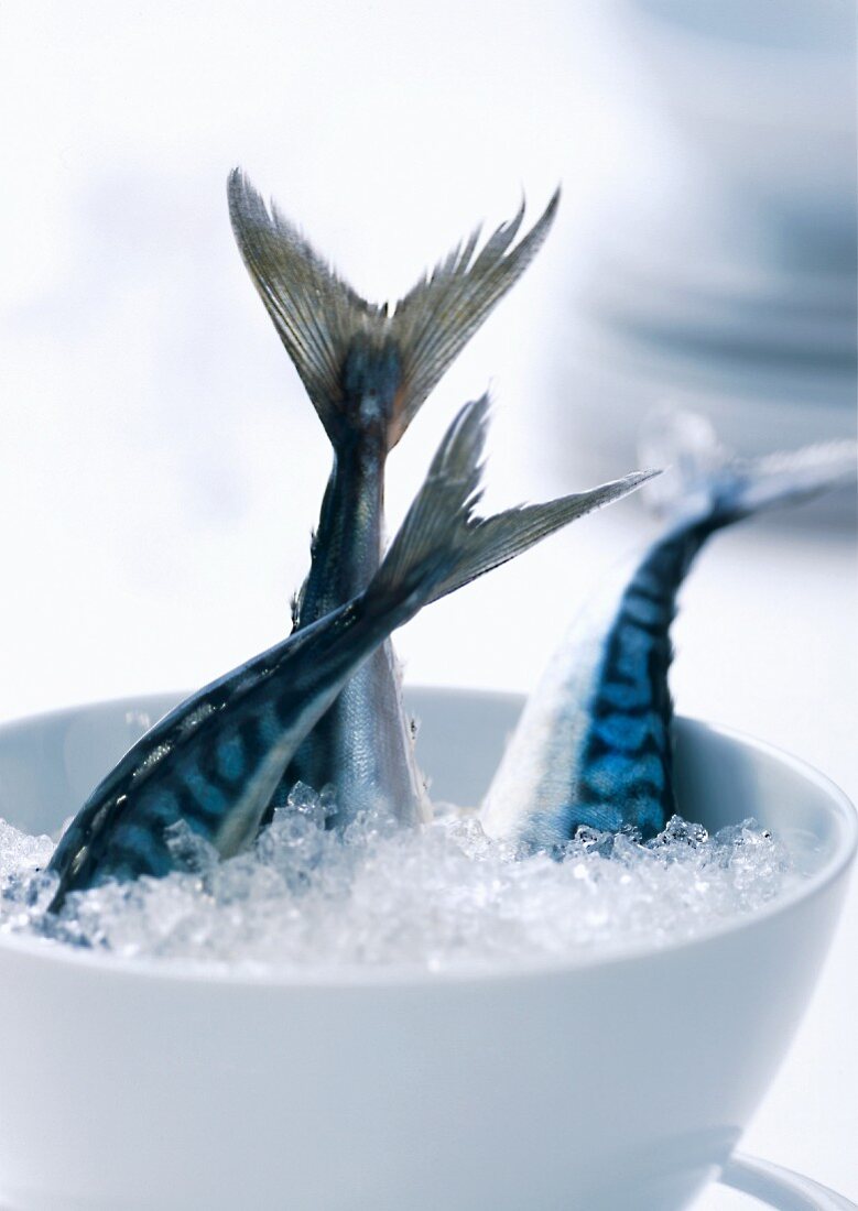 Frische Makrelen in Schale mit Crushed Ice