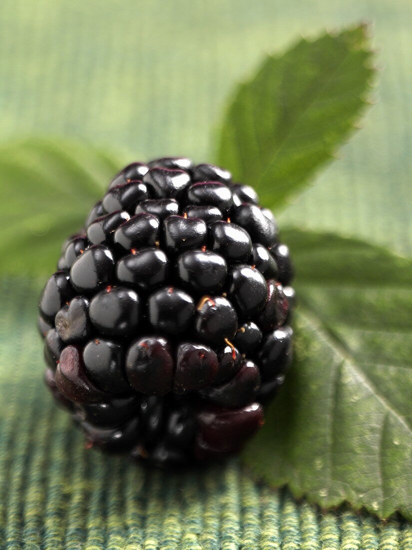 Fresh blackberry, close-up