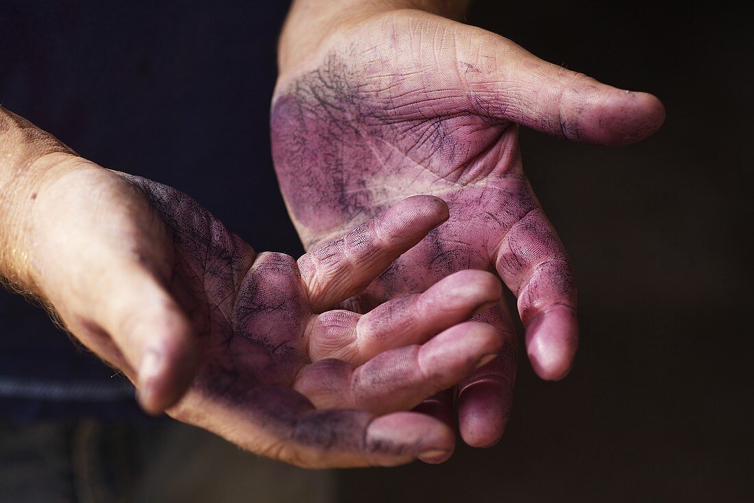 Red wine stained hands of a wine grower